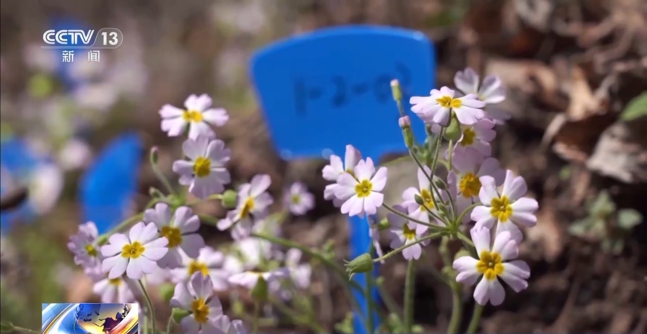 曾经消失百年的陕西羽叶报春近日在原生地野化回归
