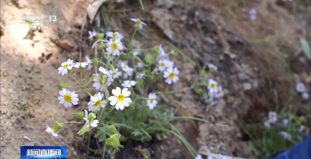 曾经消失百年的陕西羽叶报春近日在原生地野化回归