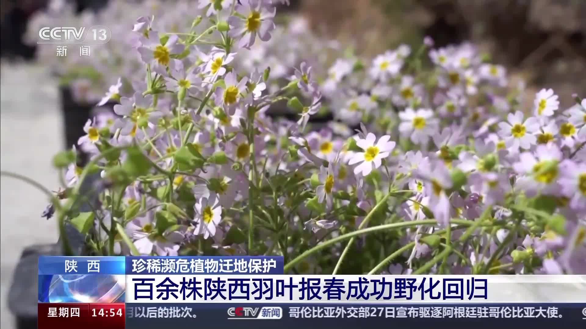 曾经消失百年的陕西羽叶报春近日在原生地野化回归